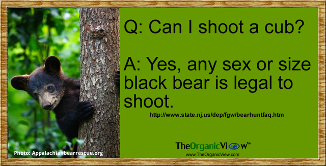 Can I shoot a cub?
