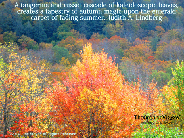 A tangerine and russet cascade of kaleidoscopic leaves, creates a tapestry of autumn magic upon the emerald carpet of fading summer. Judith A. Lindberg