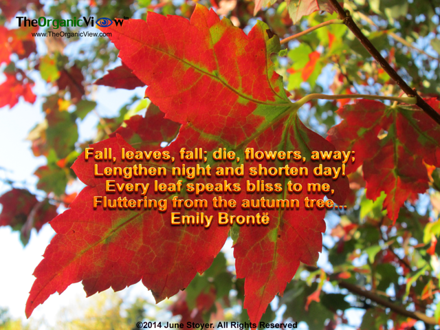 Fall, leaves, fall; die, flowers, away Lengthen night and shorten day Fluttering from the autumn tree...Emily Brontë