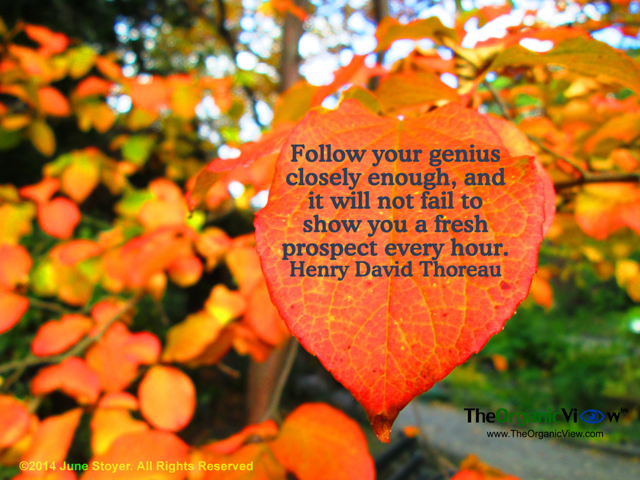 Follow your genius closely enough, and it will not fail to show you a fresh prospect every hour. Henry David Thoreau