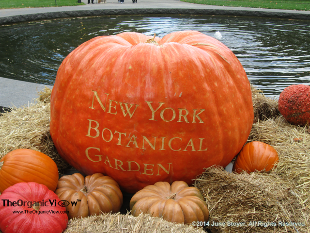 New York Botanical Garden Gigantic Pumpkin