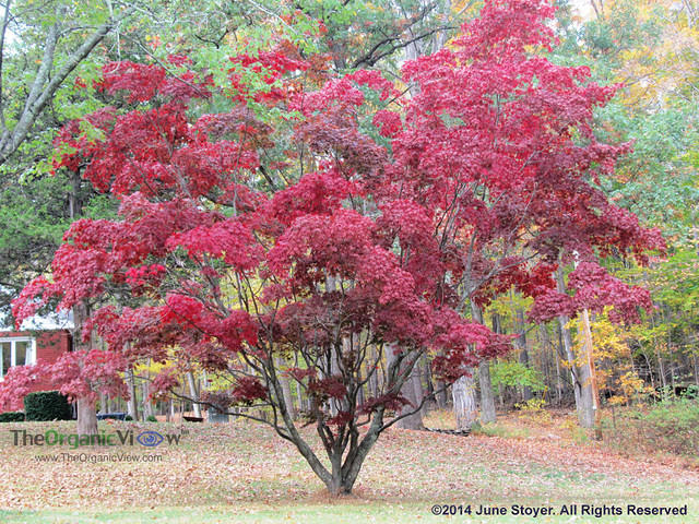 The Perfect Red-Leafed Tree