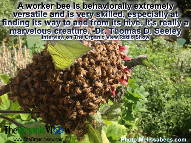 A worker bee is behaviorally extremely versatile and is very skilled, especially at finding its way to and from its hive