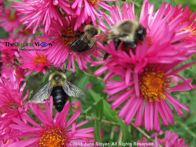 Bumblebees by June Stoyer 
