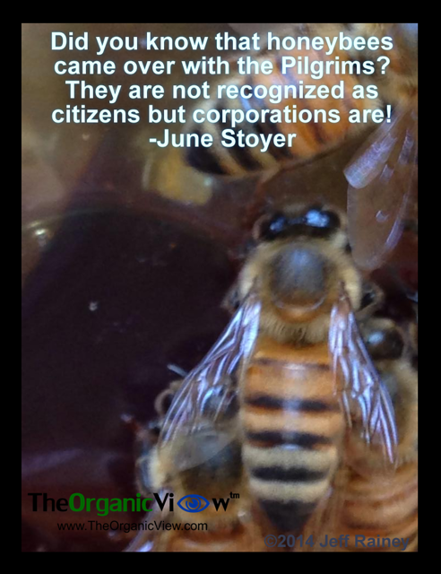 Did you know that honeybees came over with the Pilgrims? They are not recognized as citizens but corporations are! June Stoyer