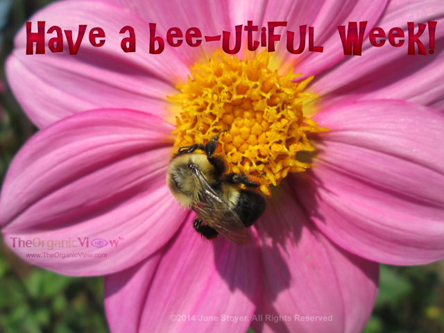 Have a bee-utiful week