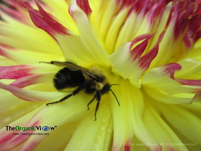 Please don't wake the bumblebee! (Photo: June Stoyer)