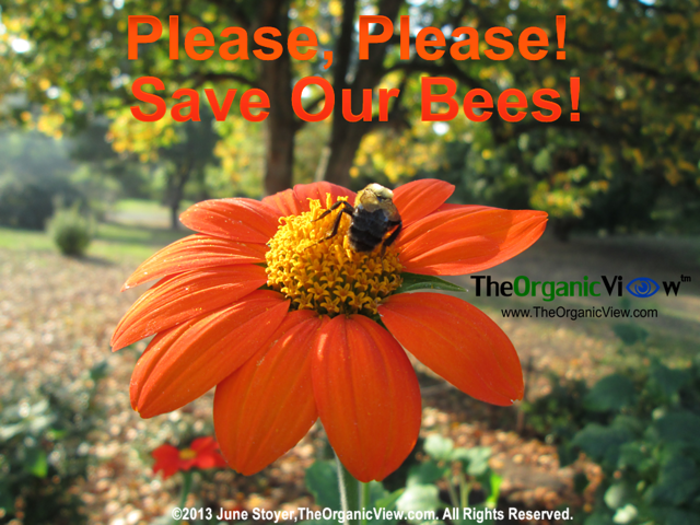 Please, Please! Save Our Bees!