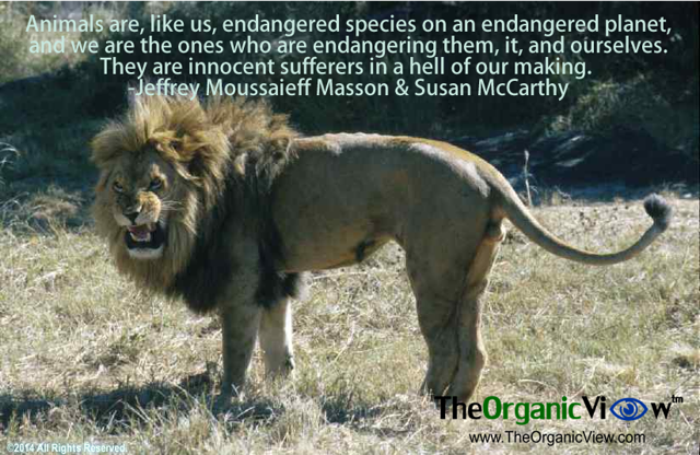 Animals are, like us, endangered species on an endangered planet, and we are the ones who are endangering them, it, and ourselves