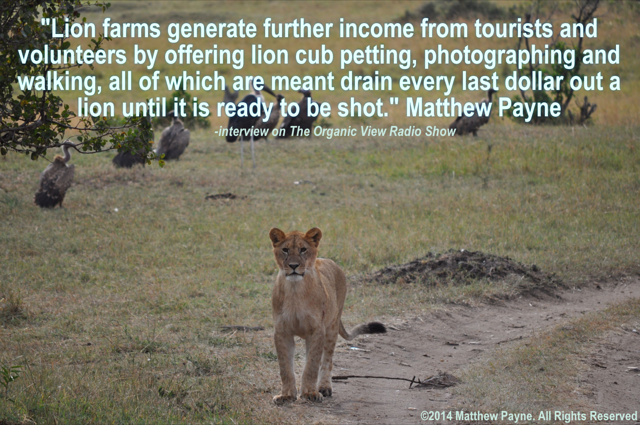 Lion farms generate further income from tourists and volunteers