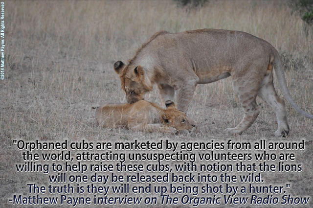 Orphaned cubs are marketed by agencies from all around the world -Matthew Payne