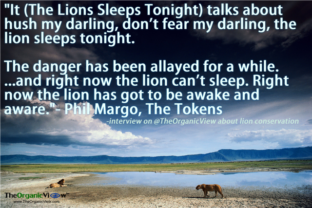 The Lions Sleeps Tonight talks about hush my darling, don't fear my darling, the lion sleeps tonight