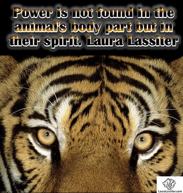 power is not found in the animal's body part but in their spirit Laura Lassiter