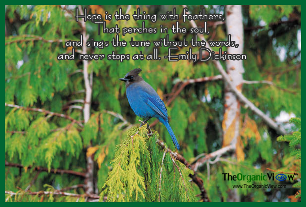 Hope is the thing with feathers, that perches in the soul, and sings the tune without the words, and never stops at all. Emily Dickinson