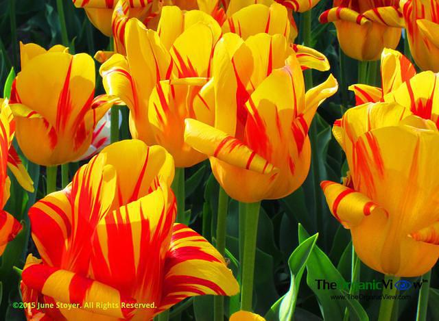 Easter tulips. Photo by June Stoyer