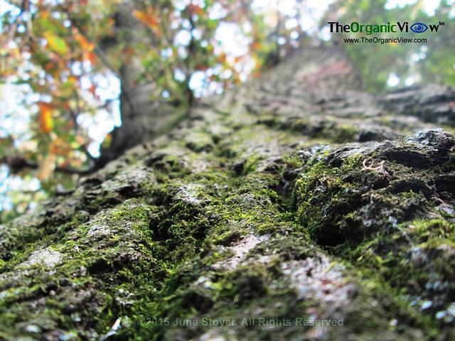 Looking up the bark of a tree at the Brooklyn Botanic Garden by June Stoyer
