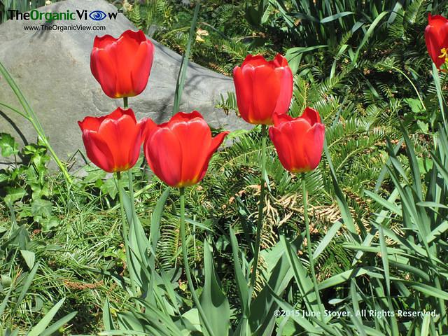 Tulips in bloom at the Brooklyn Botanic Garden. Photo by June Stoyer