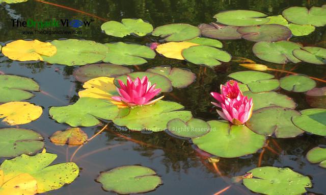 Water Lilies at the Brooklyn Botanic Garden by June Stoyer