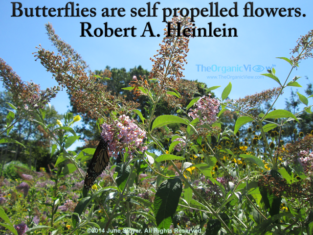 Butterflies are self propelled flowers. Robert A. Heinlein