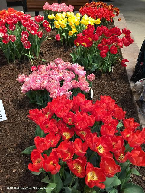 Blooming Tulips at the Chicago Flower and Garden Show