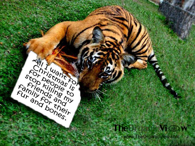 All I want for Christmas is for people to stop killing my friends and family for their fur and bones