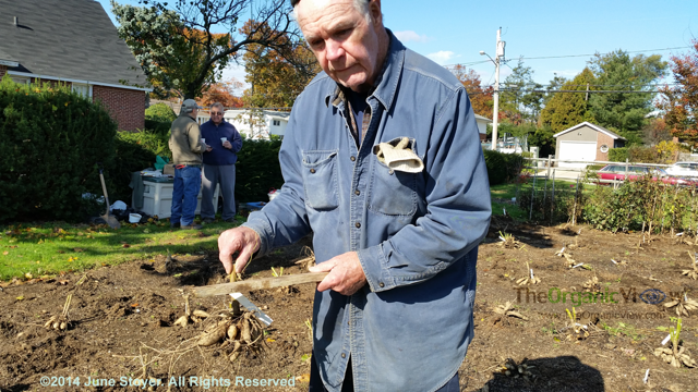 Bob Reed holding dahlia tubers