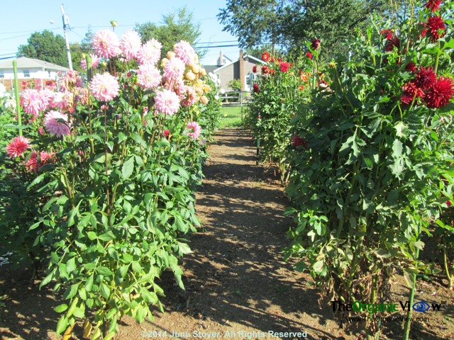 Dahlia garden at East Meadow Farms 09042014