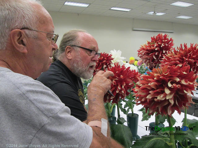 Judging at the Mid-Island Dahlia Society 2014 Competition