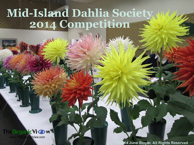 Mid-Island Dahlia Society 2014 Competition