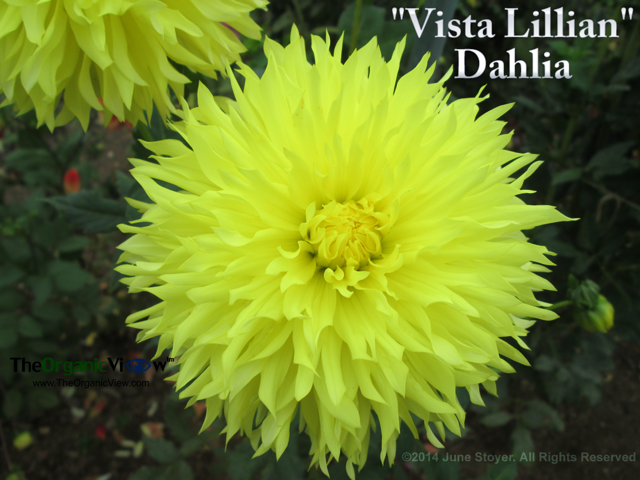 Vista Lillian