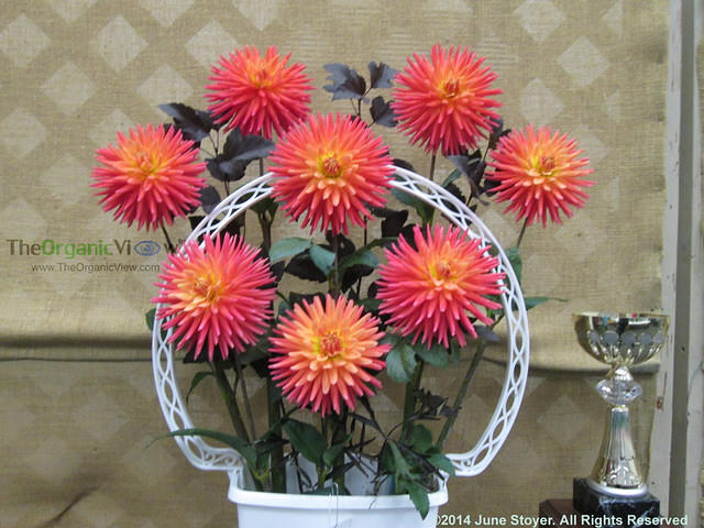 Winning basket at dahlia competition
