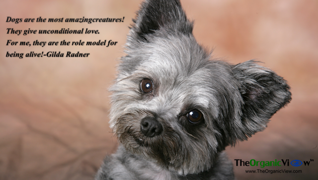 Dogs are the most amazingcreatures! They give unconditional love.For me, they are the role model for being alive Gilda Radner