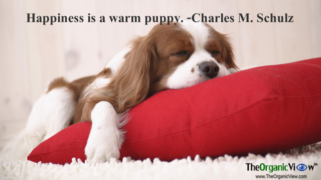 Happiness is a warm puppy Charles M Schulz