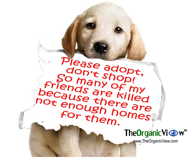 Please adopt, don't shop!
