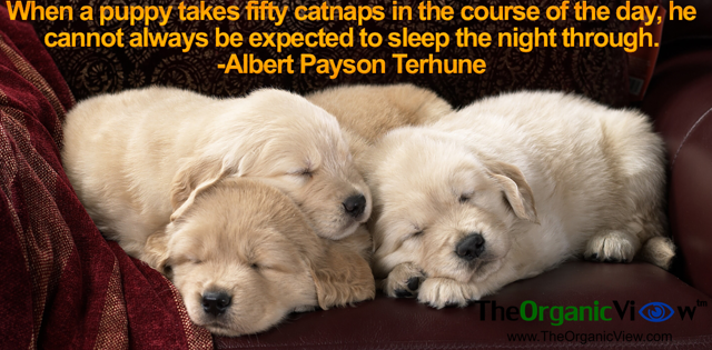 When a puppy takes fifty catnaps in the course of the day, he cannot always be expected to sleep the night through