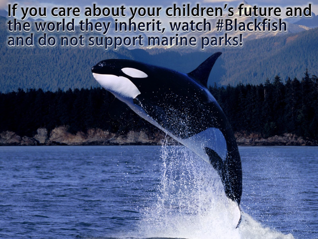 Watch Blackfish and do not support marine parks