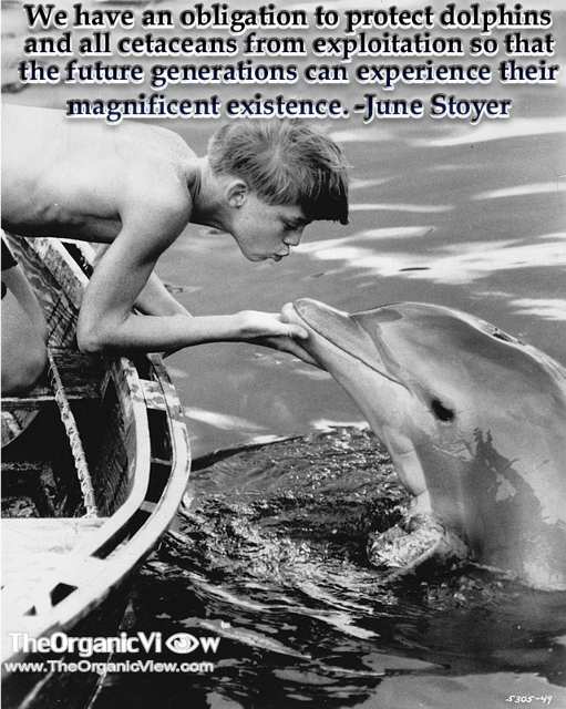 We have an obligation to protect dolphins and all cetaceans from exploitation so that the future generations can experience their magnificent existence June Stoyer