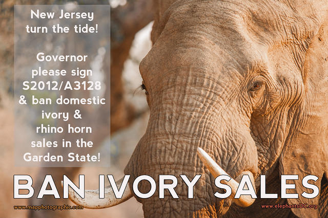 Ban ivory sales