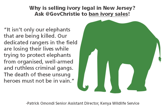 It isn't only our elephants being killed. Our dedicated rangers in the field are losing their lives while trying to protect elephants