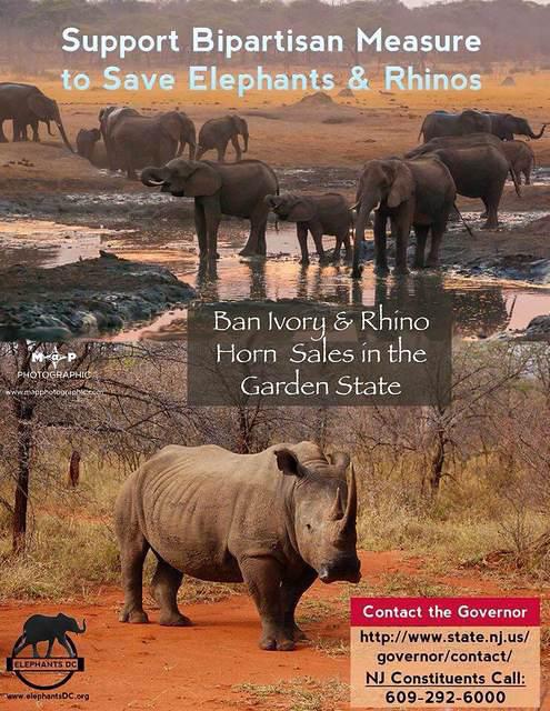 Please contact Gov Chris Christie and ask him to ban ivory sales in NJ!