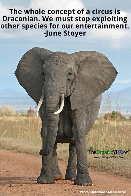 The whole concept of a circus is Draconian. We must stop exploiting other species for our entertainment