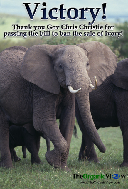 Victory! Thank you Gov Chris Christie for passing the bill to ban the sale of ivory!