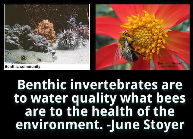 Benthic invertebrates are to water quality what bees are to the health of the environment June Stoyer