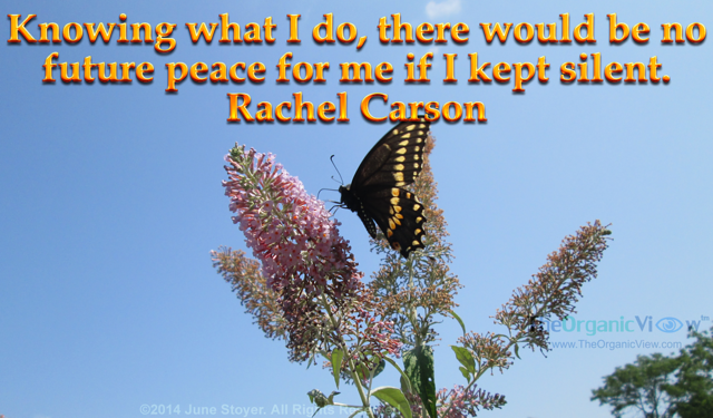 Knowing what I do, there would be no future peace for me if I kept silent. Rachel Carson