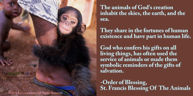 The animals of God's creation inhabit the skies, the earth, and the sea Order of the blessing for animals