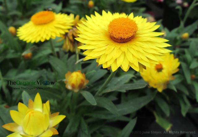 Bracteantha (Xerochrysum) Photo by June Stoyer