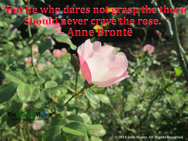 But he who dares not grasp the thorn Should never crave the rose Anne Bronte