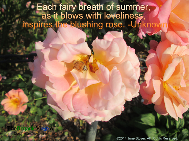 Each fairy breath of summer as it blows with loveliness inspires the blushing rose Unknown