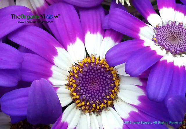 Good morning! Photo by June Stoyer