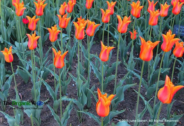 Happy Easter. The Tulips Are Blooming.Photo by June Stoyer